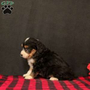 Oriana, Mini Bernedoodle Puppy